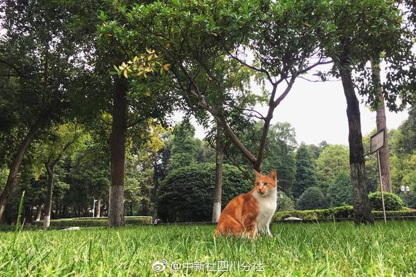里程碑之夜！杜蘭特常規賽生涯總得分突破29000 暫列歷史第八